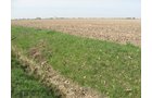 Property photo 36 - 172 Acres Offered in 3 Tracts - Prime Farmland